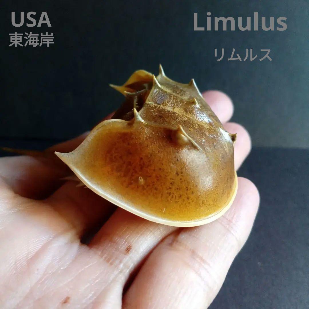 骨格標本　カブトガニ　「生きた化石」　三葉虫