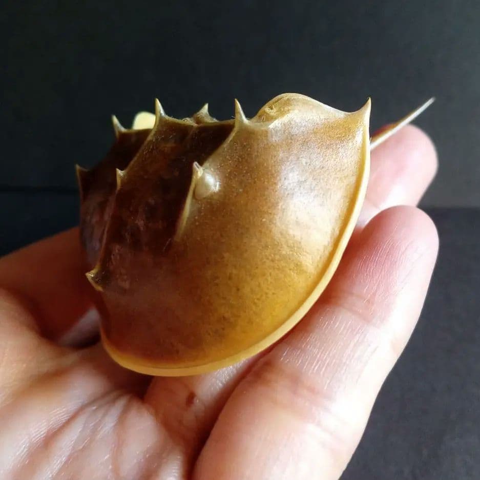 骨格標本　カブトガニ　「生きた化石」　三葉虫