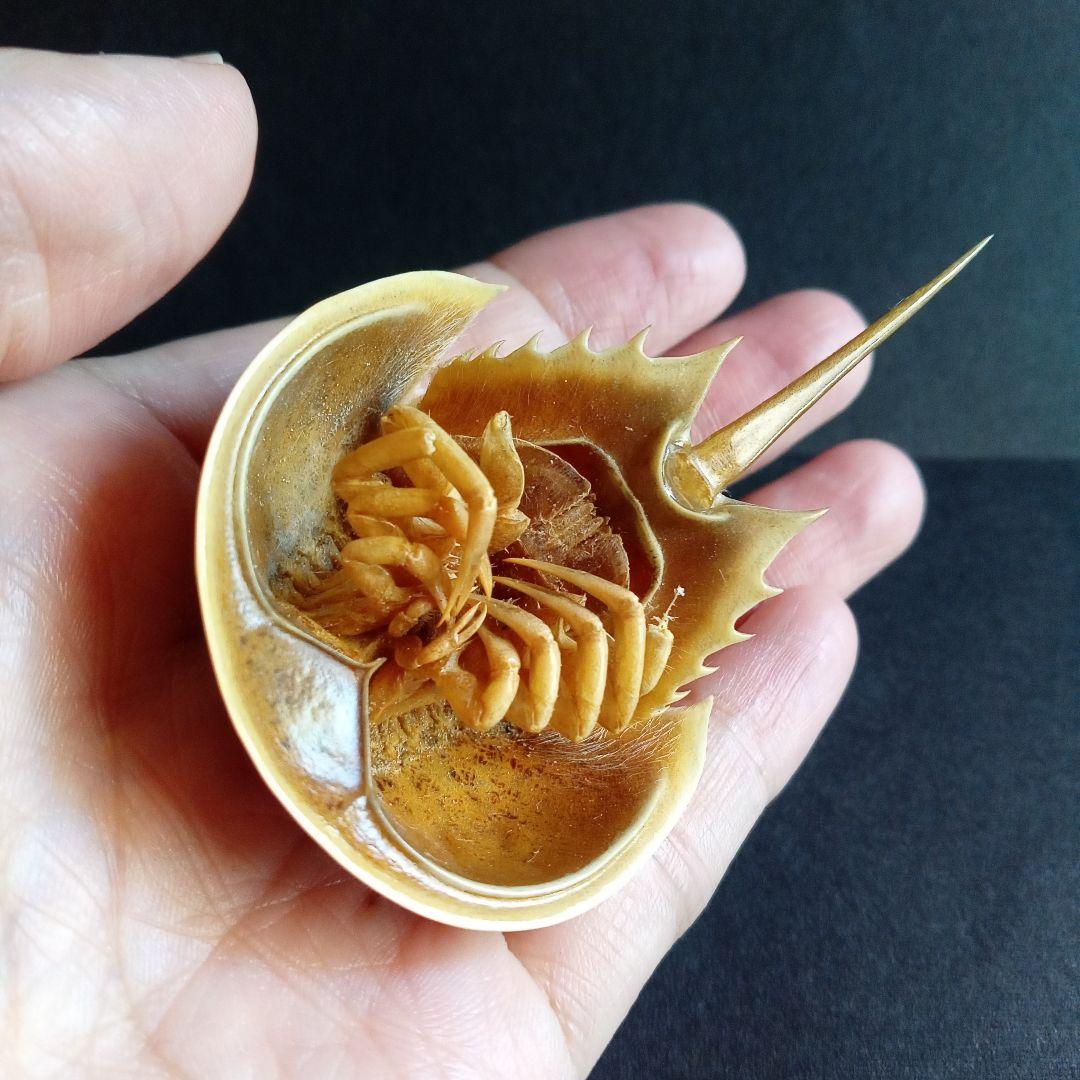 骨格標本　カブトガニ　「生きた化石」　三葉虫