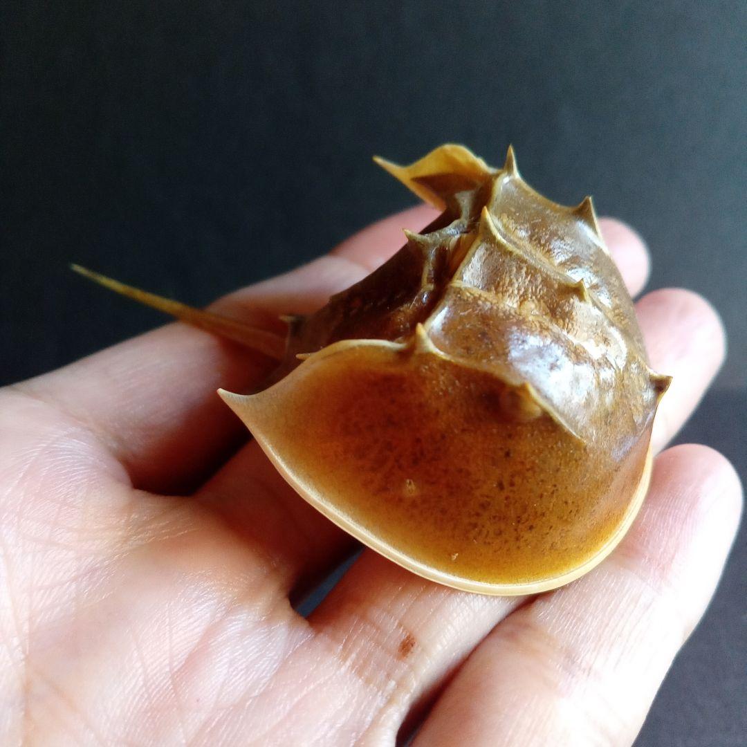 骨格標本　カブトガニ　「生きた化石」　三葉虫