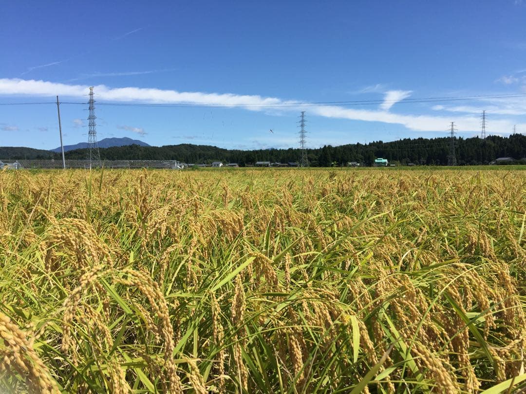 令和7年産新米＊農家力作⭐︎新潟とちおのコシヒカリ精米10kgぴかぴか特別栽培米