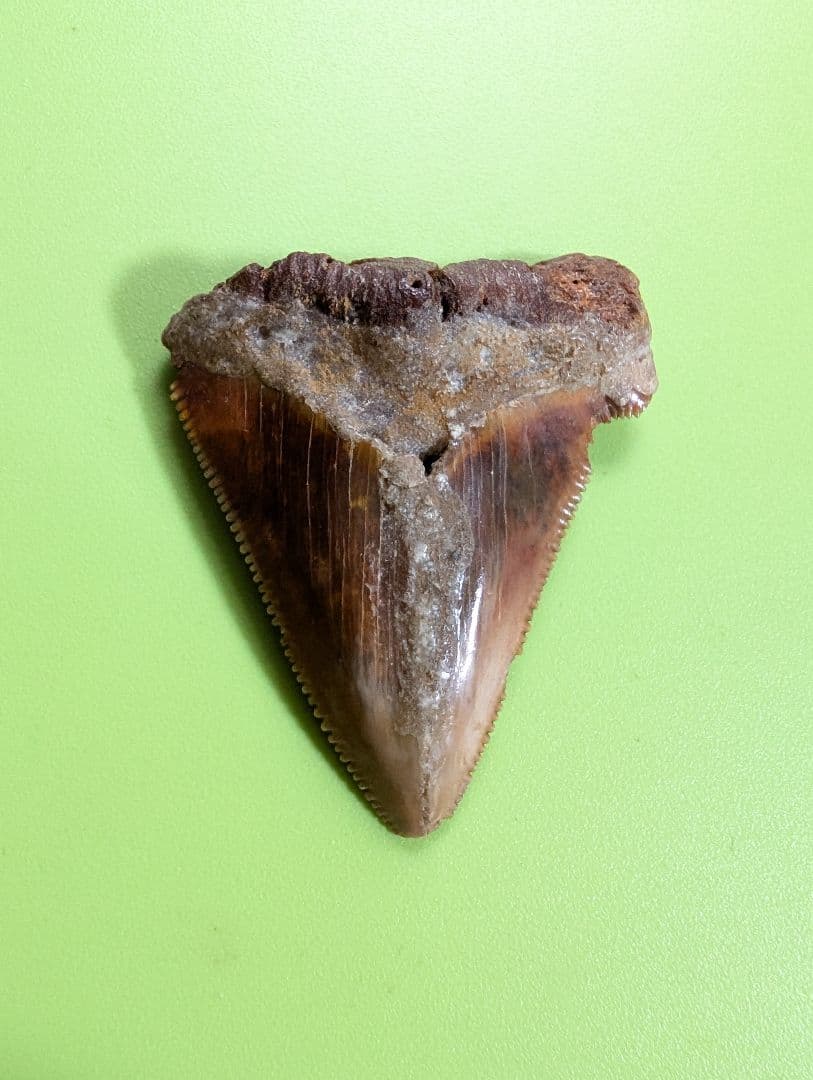 南米チリ産　サメの歯 化石 希少 マクラメ　ハンドメイド　標本　コレクション