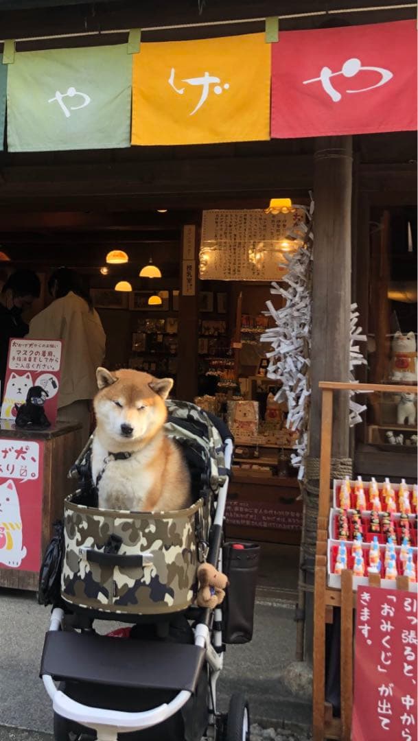 エアーバギー　DOME3ラージ 引き取りお値下げ可