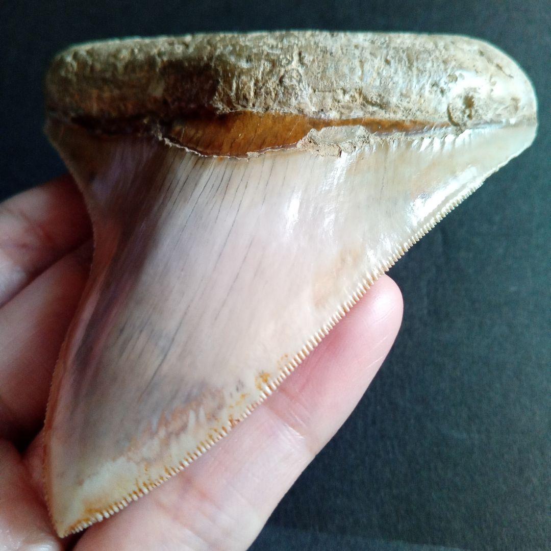 サメの歯化石　インドネシア　 メガロドン