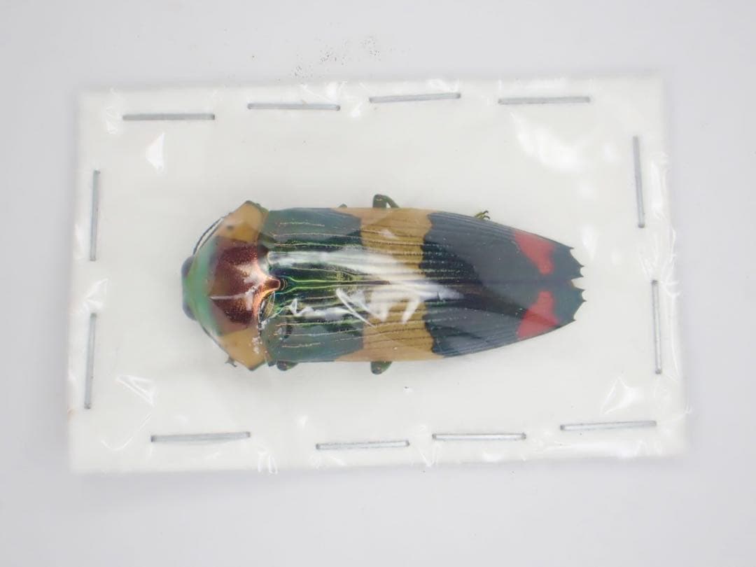 緑　スハンダエオウサマムカシタマムシ　Calodema suhandae 標本