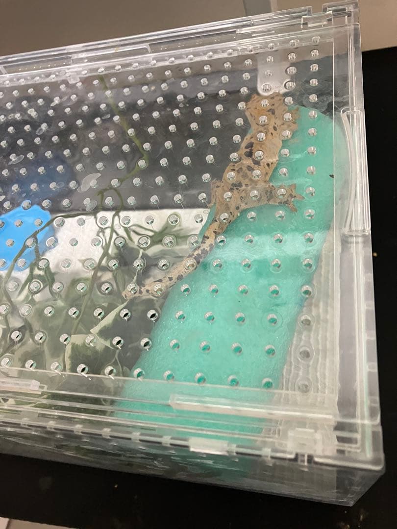 【新品未使用】爬虫類ケージ　ゲージ　アクリル　マグネット　スライド式 4box