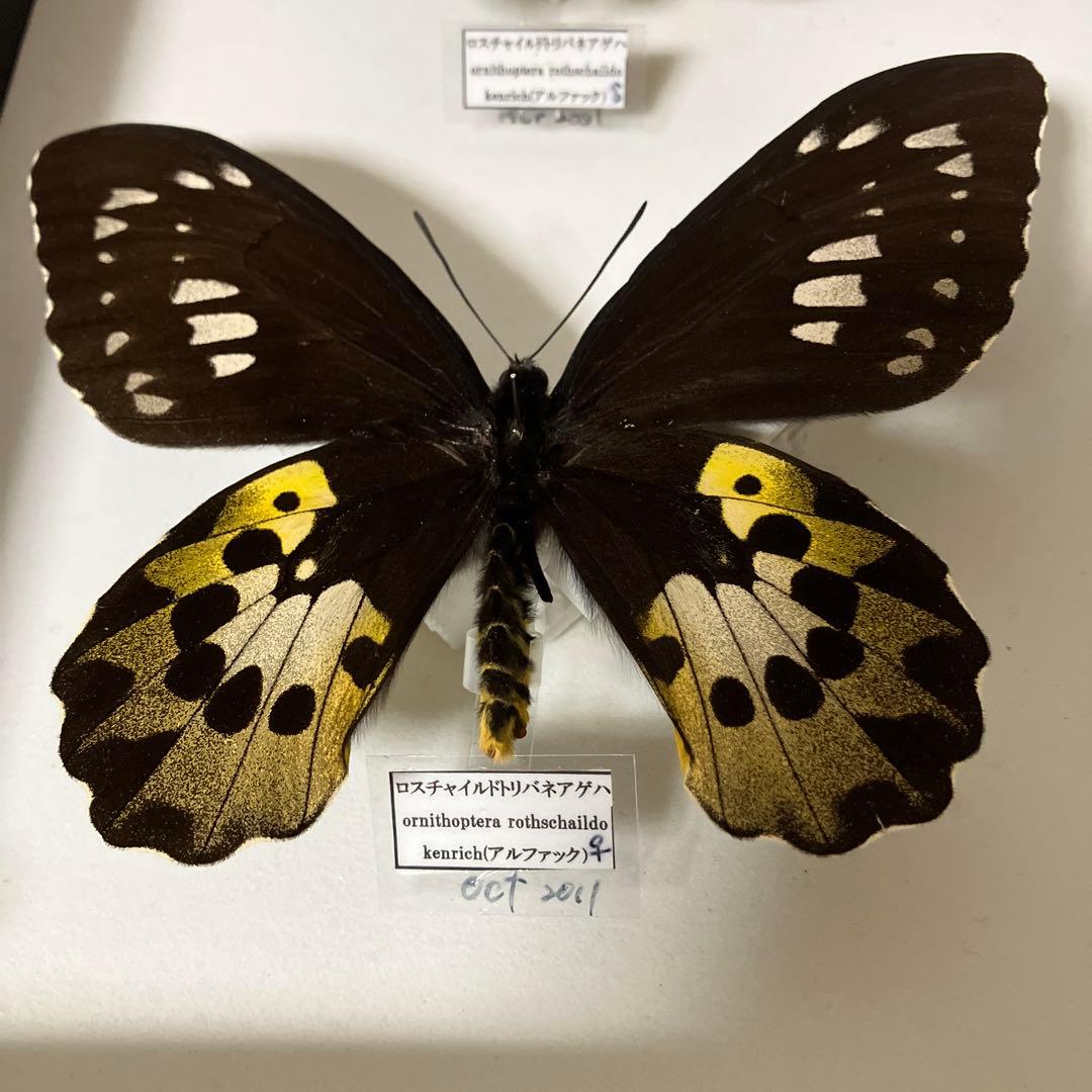 ロスチャイルドトリバネアゲハ♂♀