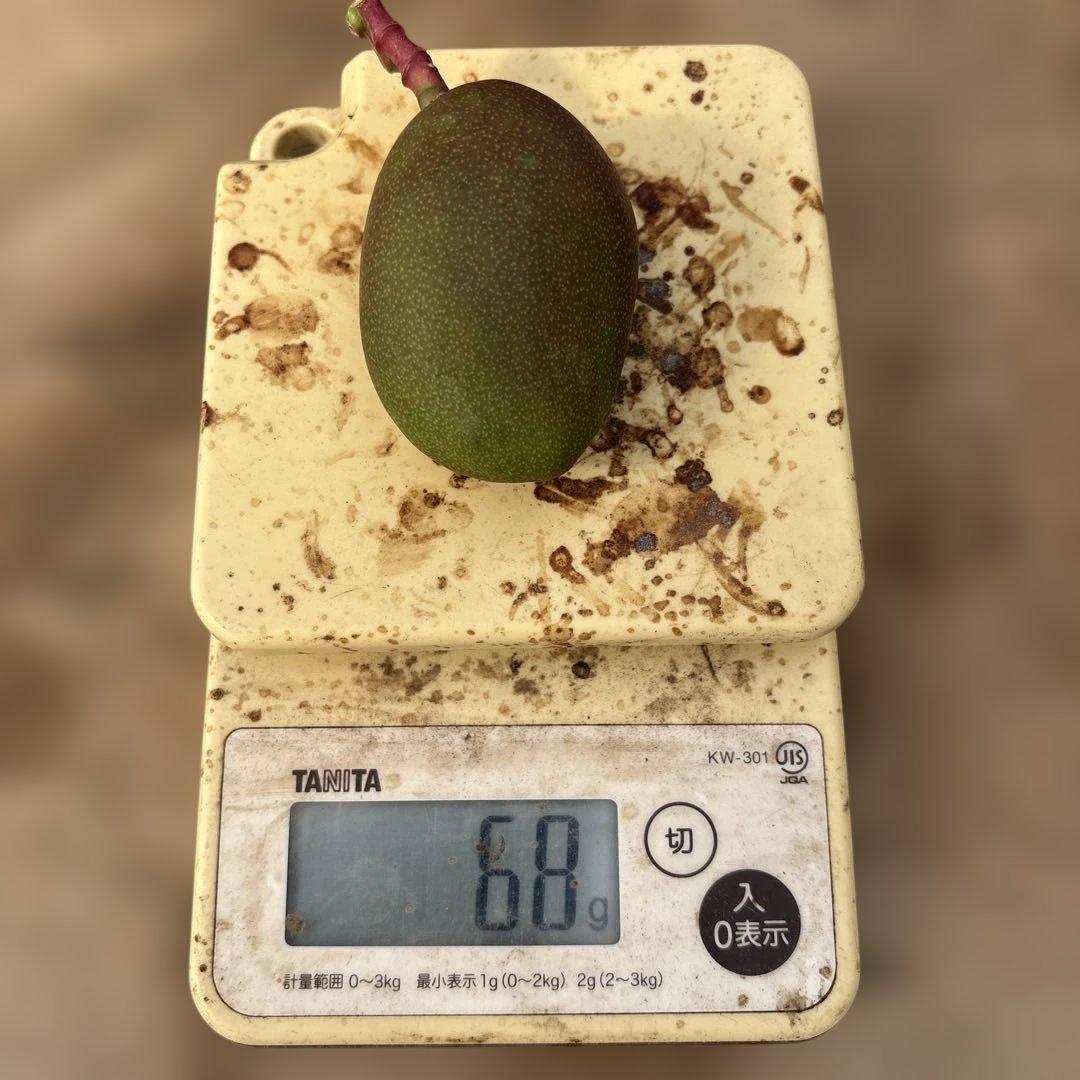 摘果マンゴー2/8❶