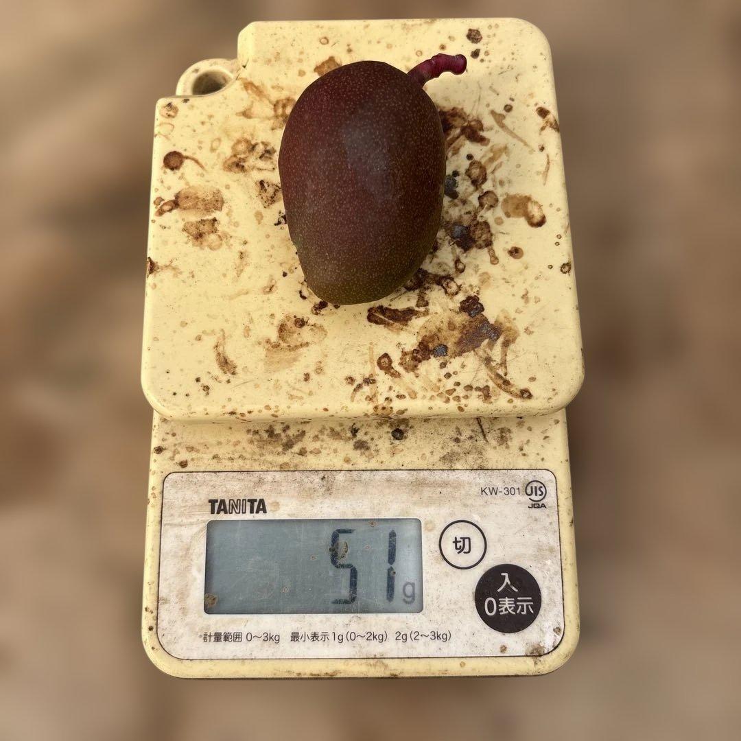 摘果マンゴー2/8❶