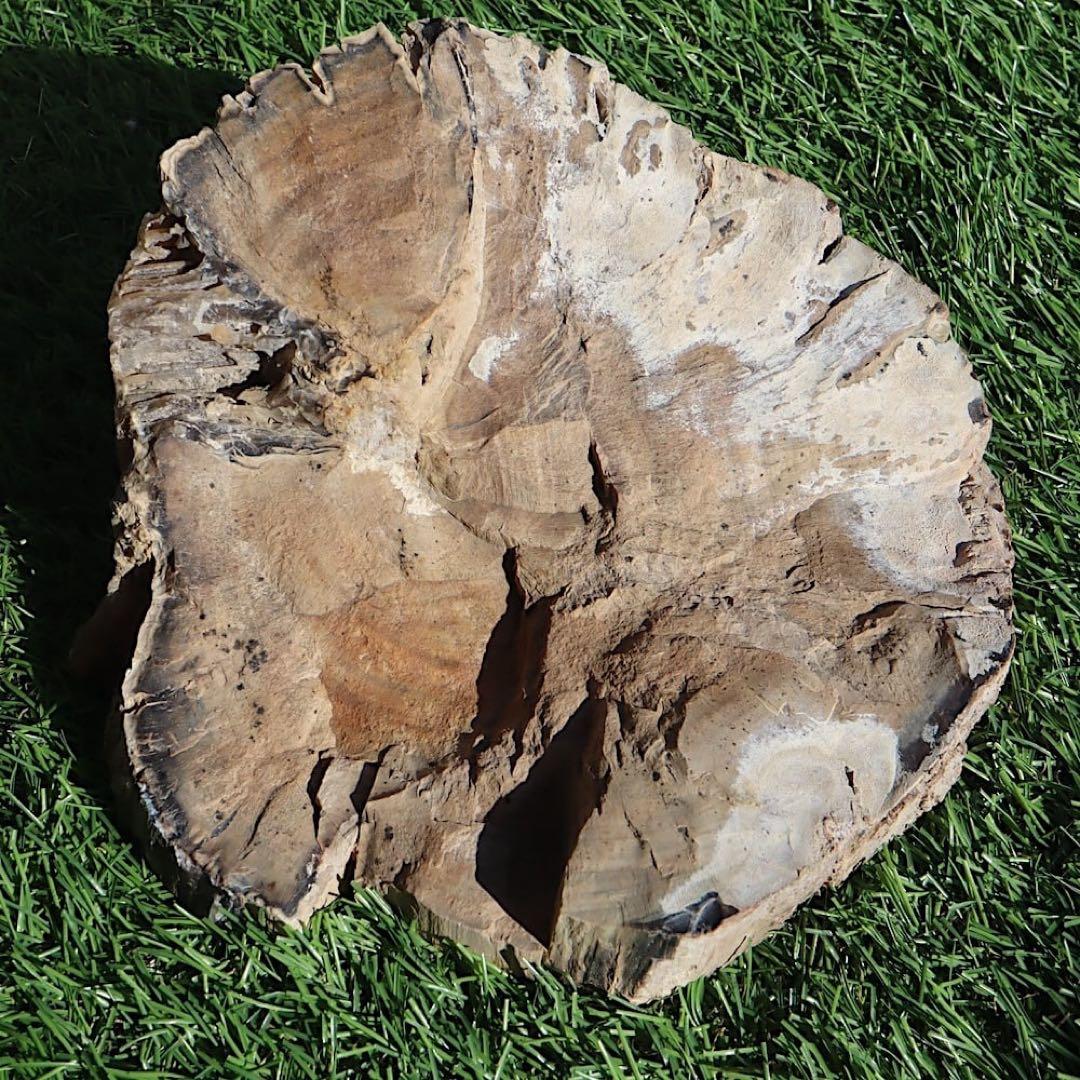 特特特大！珪化木 ペトリファイドウッド 1433g PFW029　 原石 天然石