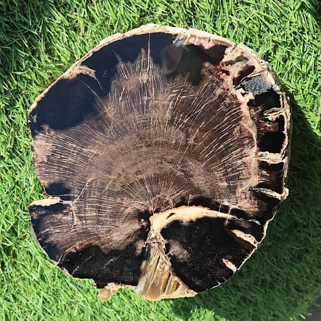 特特特大！珪化木 ペトリファイドウッド 1433g PFW029　 原石 天然石