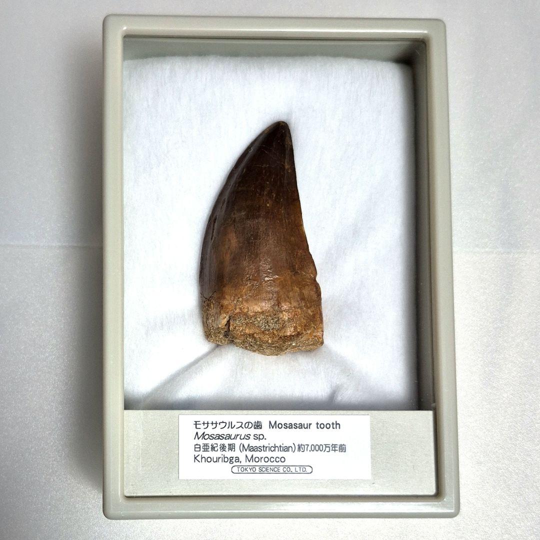 モササウルスの歯 化石 約7000万年前