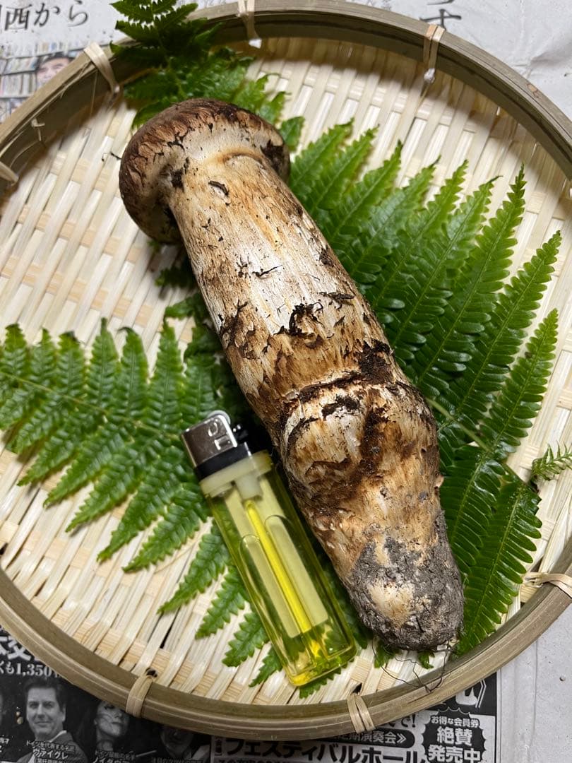 【大阪泉州産】天然松茸 採れたて良品☆1本125g国産