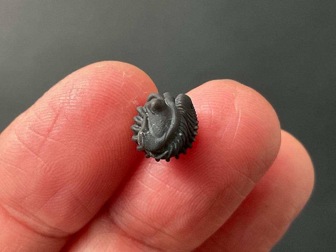 三葉虫 シュードキベレ・レムレイ [TB77] 化石 超希少種 レア