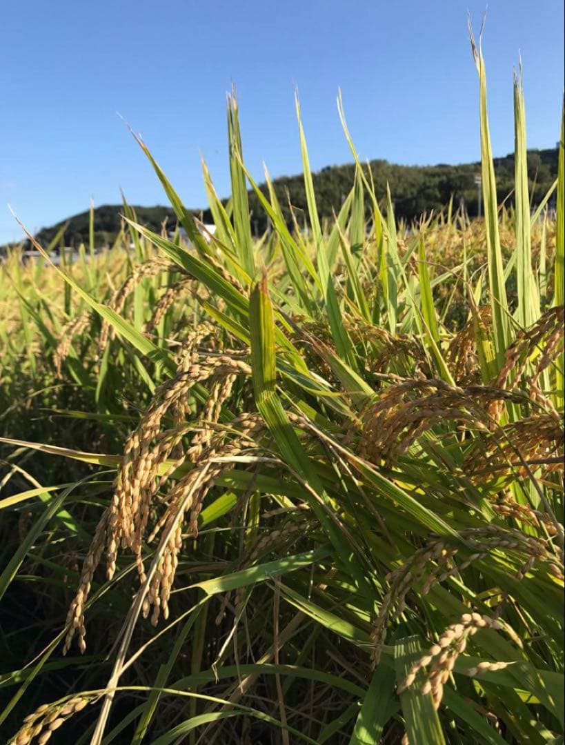 【新米】淡路島産 キヌヒカリ 30kg