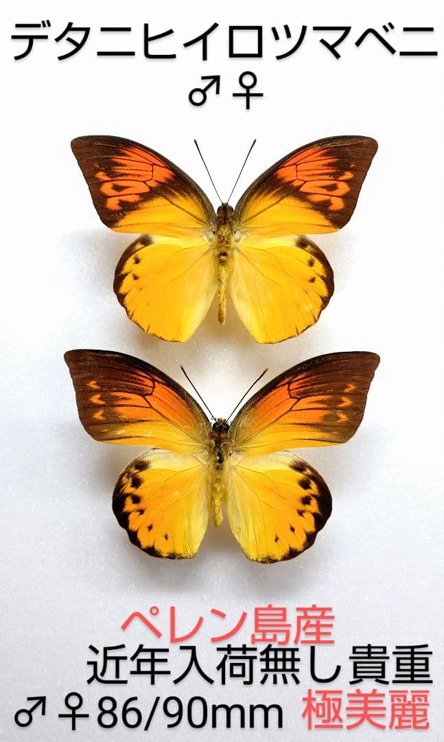 デタニヒロツマベニチョウ♂標本★ペレン島産★ ♂♀ 86/90mm 極美麗標本