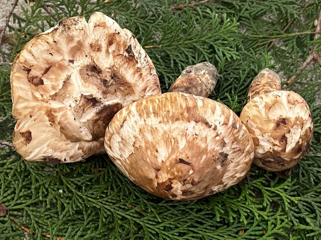 松竹梅　松茸　国産　山口県産　約180g 11月11日10時収穫