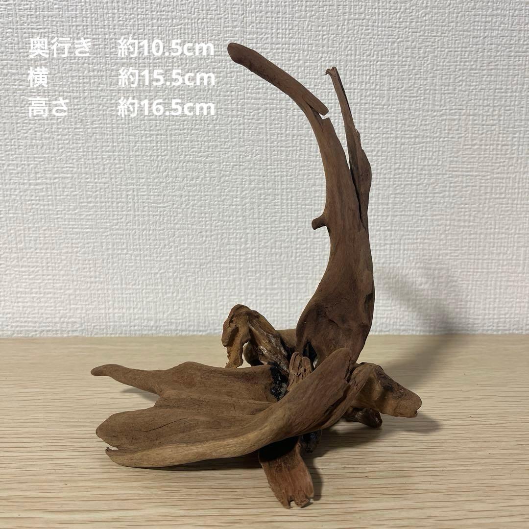 一点もの マングローブ９点まとめ売り✨レイアウト アクアリウム イモリウム 流木