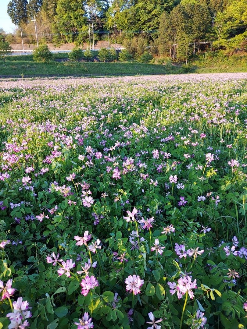【れんげ米　玄米10.0kg コシヒカリ又はあさひの夢】　栽培期間中農薬不使用