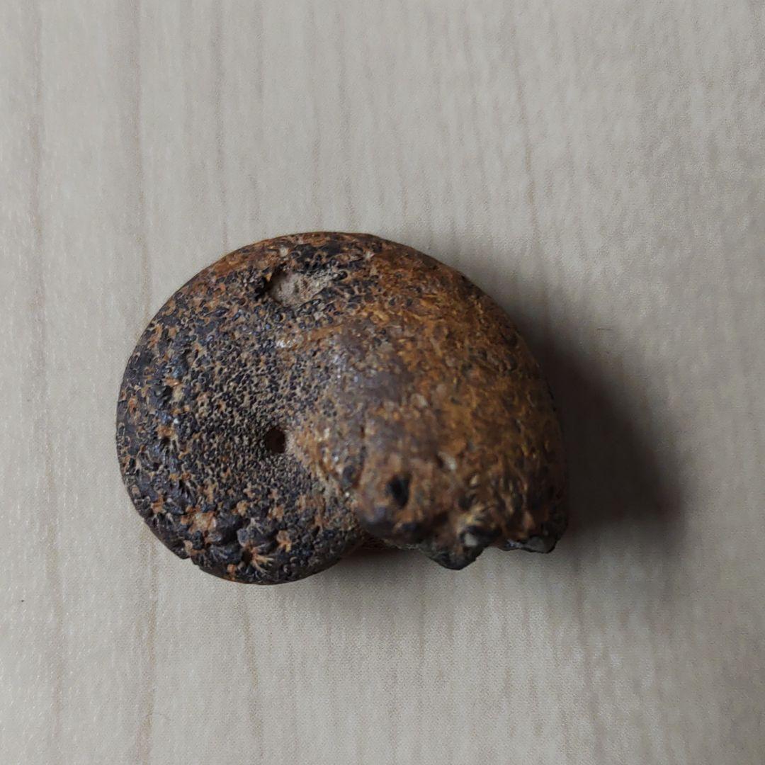 アンモナイトの化石