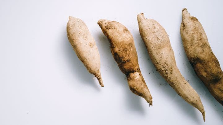 【長野県産ヤーコン】生芋10ｋｇ　【送料無料】自然栽培　農薬不使用　肥料不使用