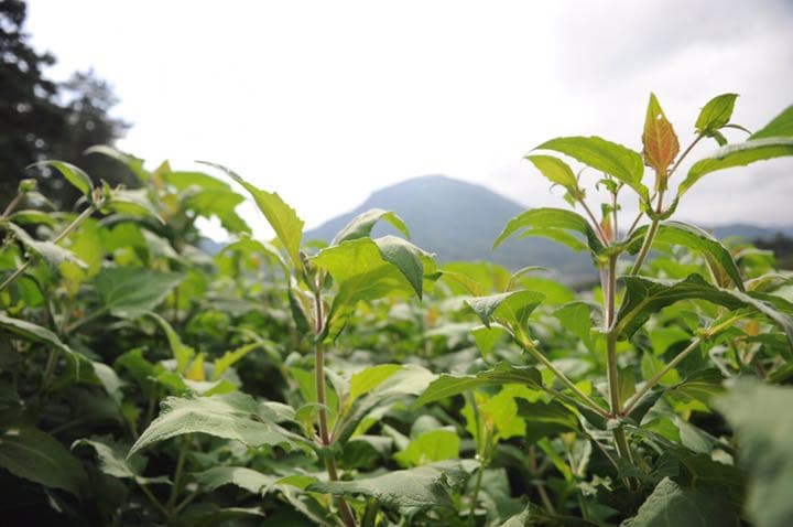 【長野県産ヤーコン】生芋10ｋｇ　【送料無料】自然栽培　農薬不使用　肥料不使用