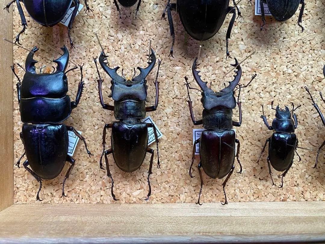 クワガタ多数　大型標本