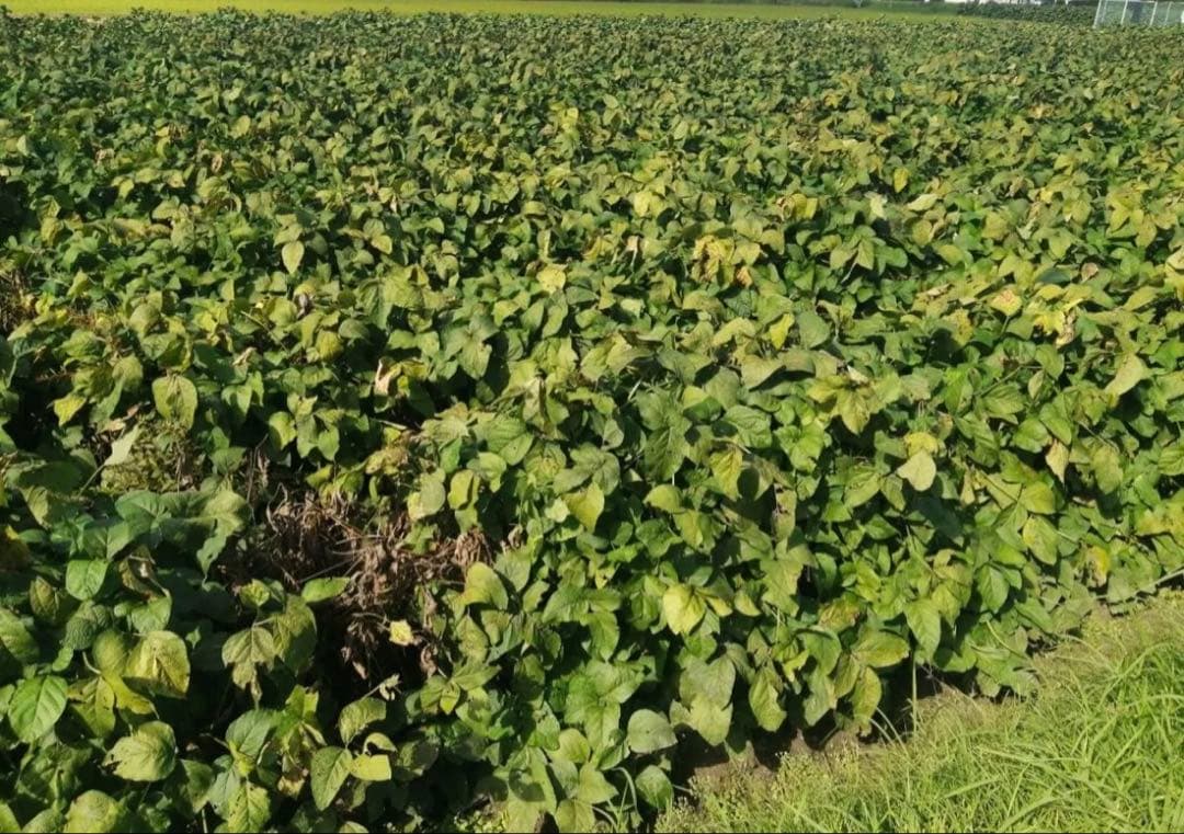 丹波篠山産　黒枝豆　枝豆　黒豆　5キロ さやのみ　丹波篠山　篠山