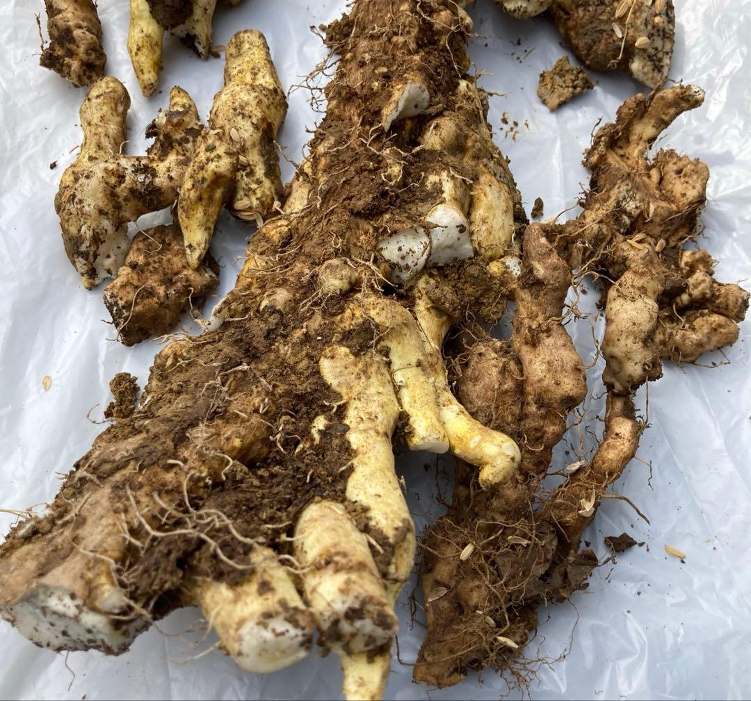 梅ちゃん　自然薯　完全天然物　静岡県産