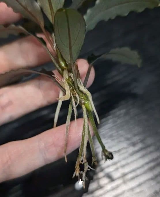 水草 Bucephalandra sp.UpperPearlMidnightBlue