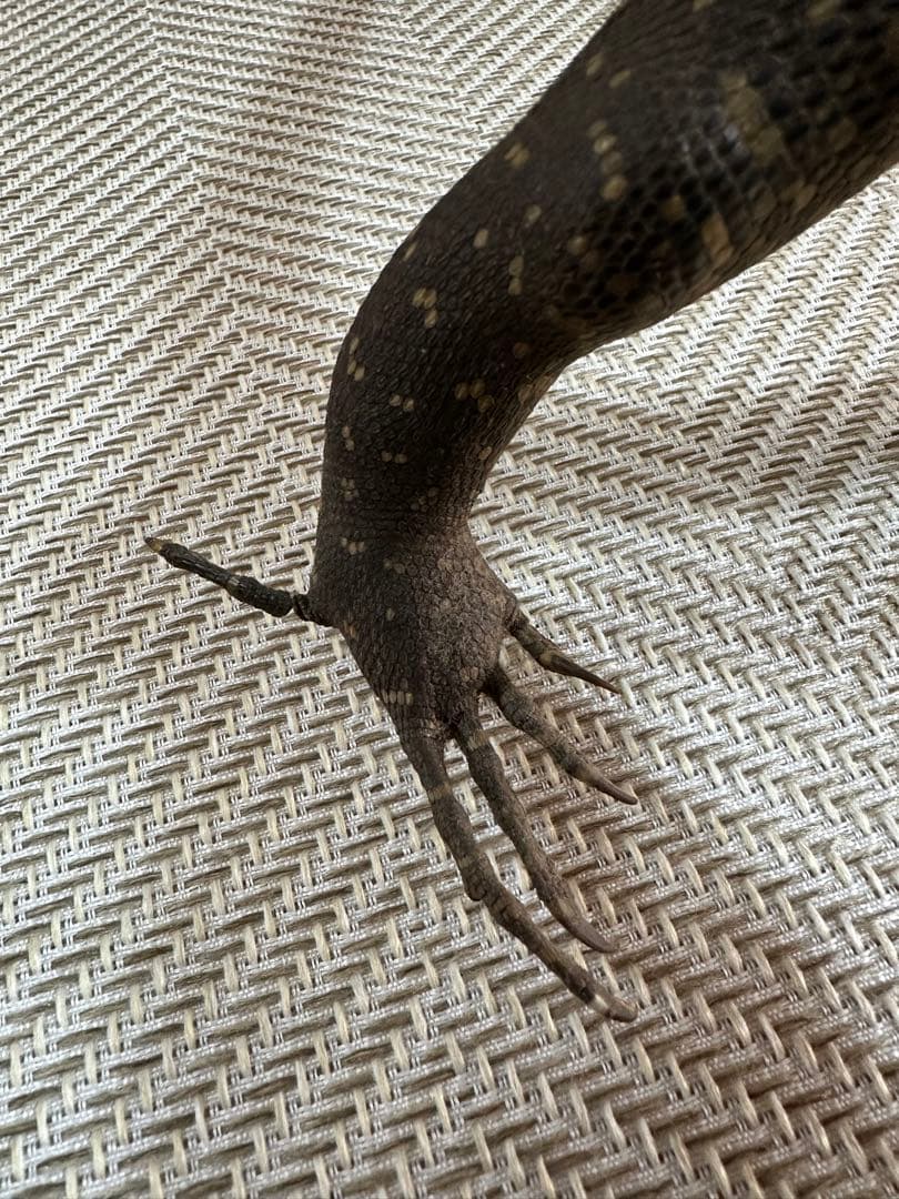 サルバトールモニターミズオオトカゲ剥製