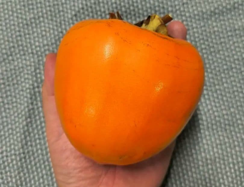 最終 お値打ち価格♪江戸柿（渋柿）約20kg 奈良県西吉野産干し柿用/吊るし柿用