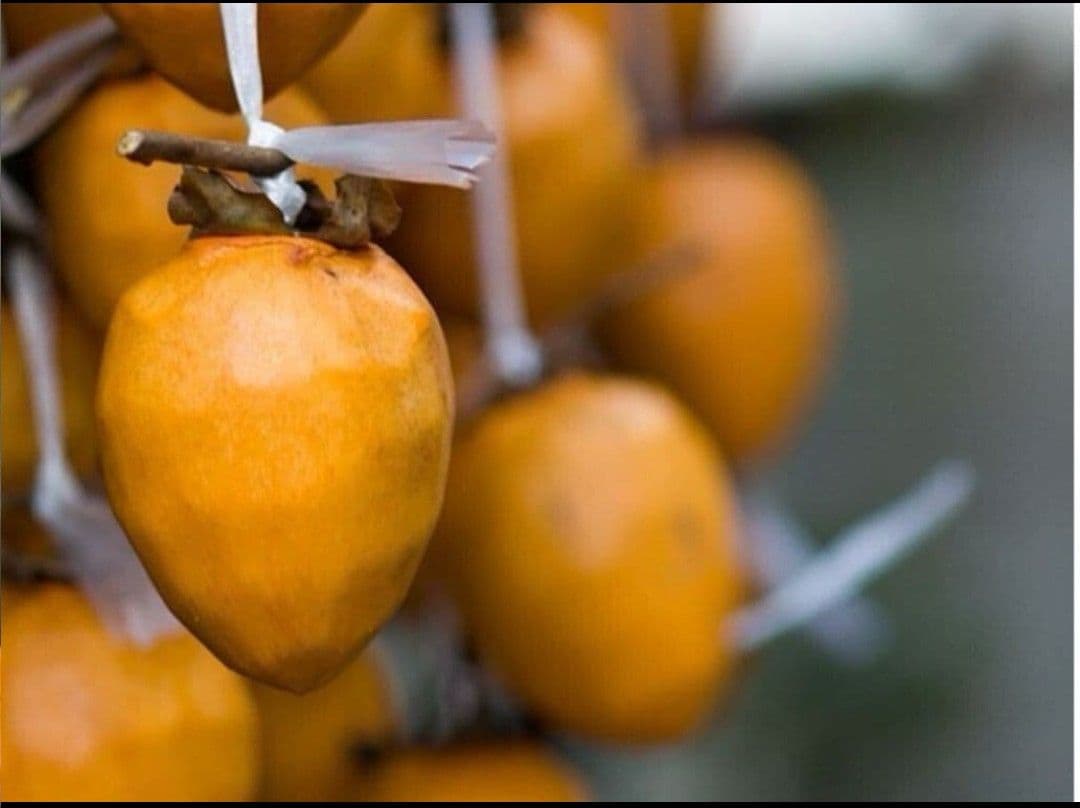 最終 お値打ち価格♪江戸柿（渋柿）約20kg 奈良県西吉野産干し柿用/吊るし柿用