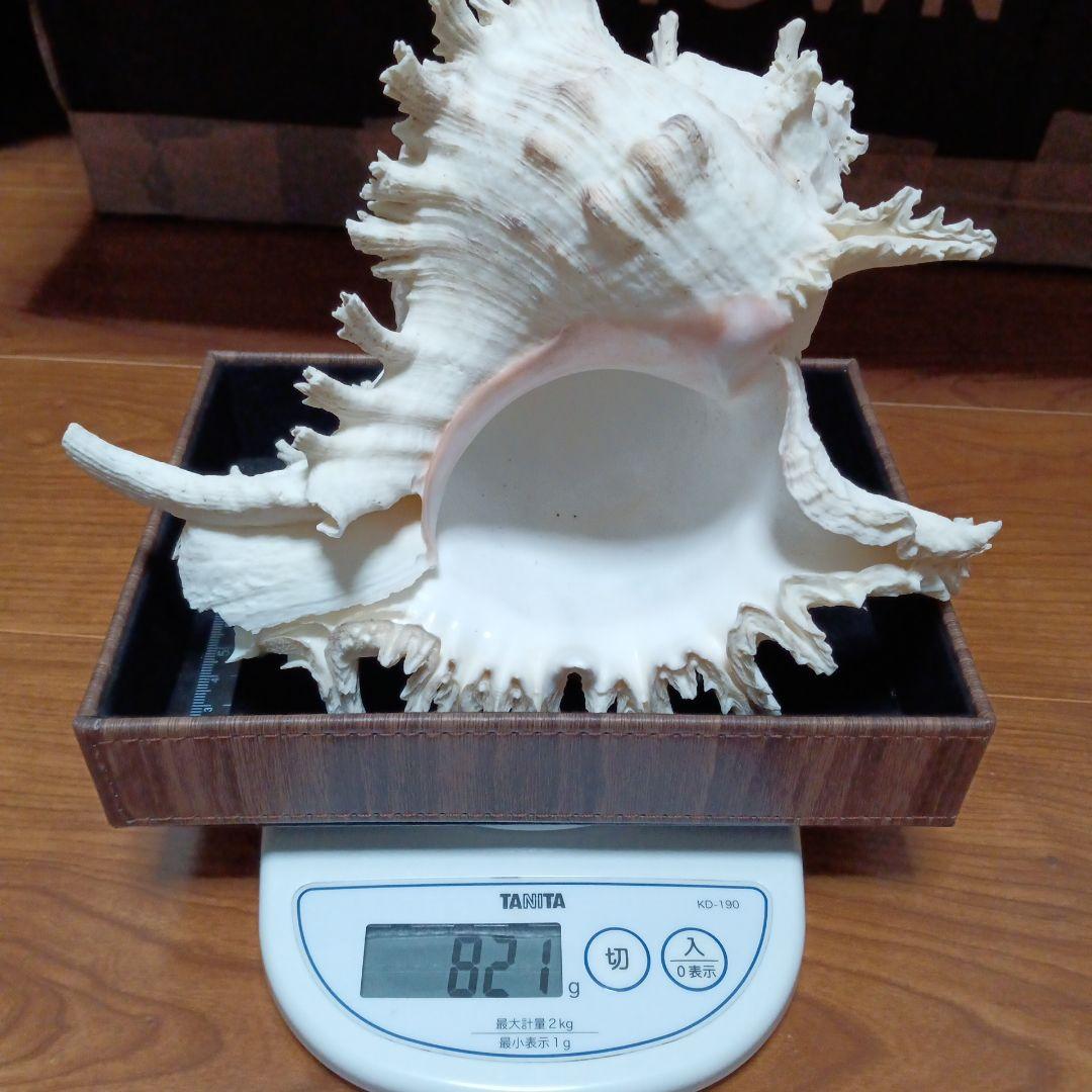 貝殻標本　テングガイ