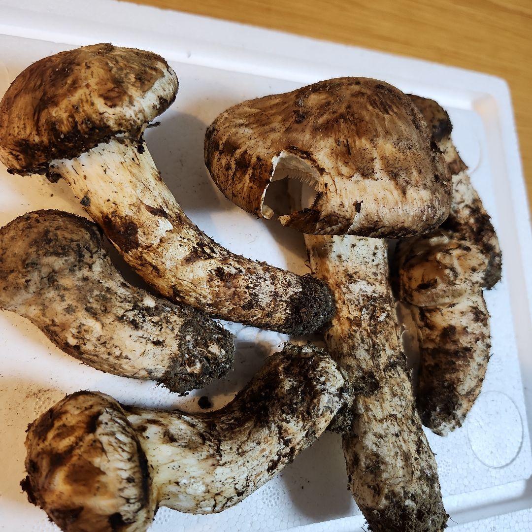 【訳あり‼️】10/14朝採れ　広島県産　松茸　216g