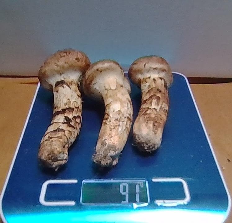 松茸　約90g