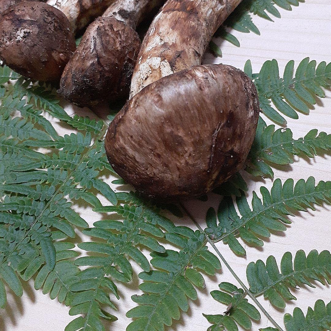 10/13 9時収穫 長野県産 松茸 国産 松茸 176g