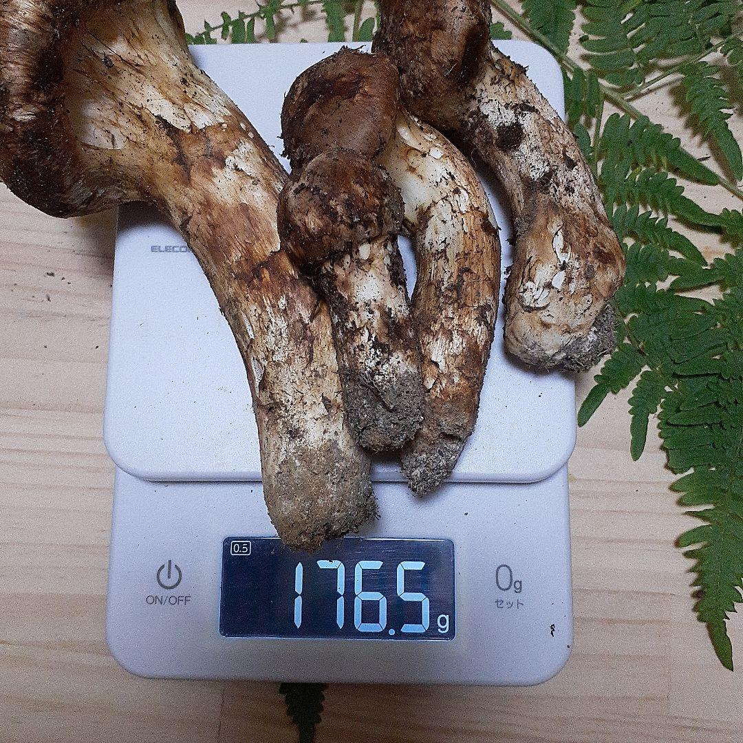 10/13 9時収穫 長野県産 松茸 国産 松茸 176g