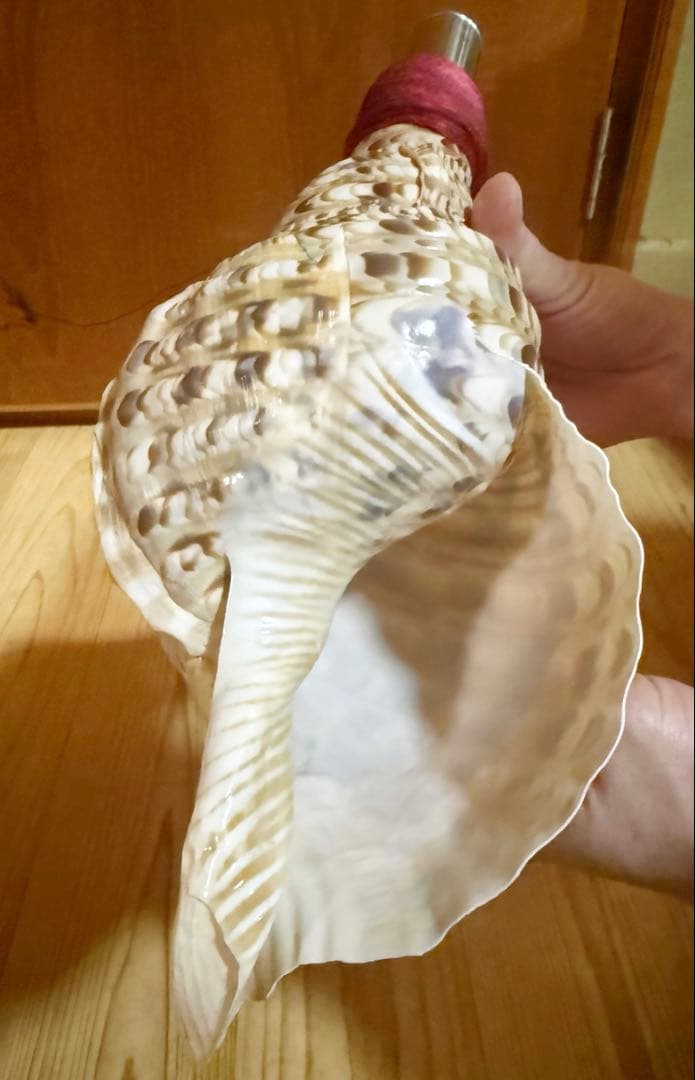 法螺貝　ほら貝　ホラガイ❣️