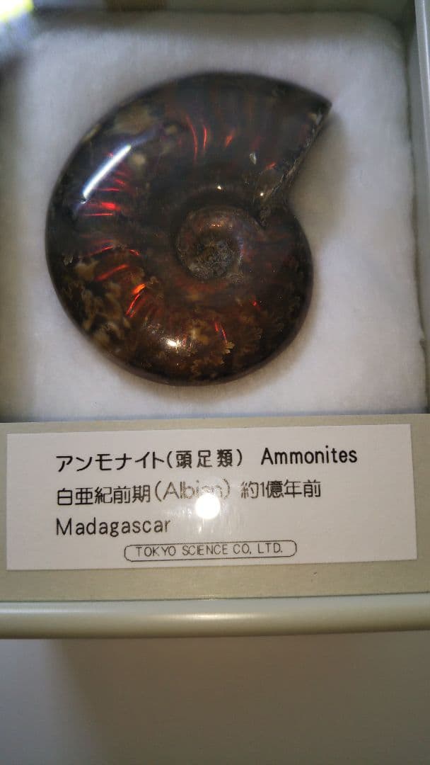 早い者勝ち 未開封 標本 希少な虹入りアンモナイト化石 白亜紀前期