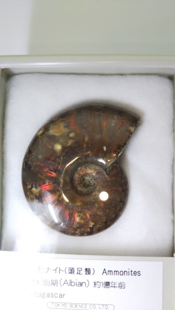 早い者勝ち 未開封 標本 希少な虹入りアンモナイト化石 白亜紀前期