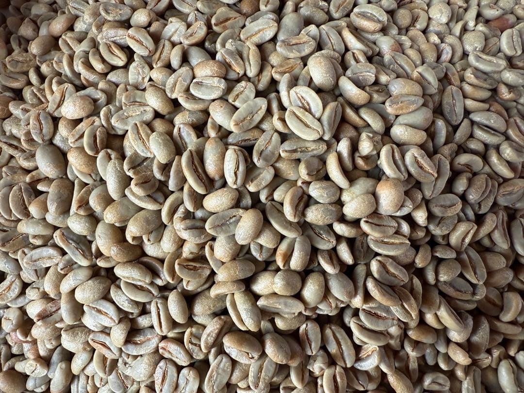 【コーヒー生豆】ホンジュラス　エル・プラン　パライネマ　ナチュラル　３.７ｋｇ