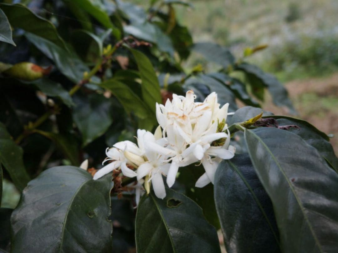 【コーヒー生豆】ホンジュラス　エル・プラン　パライネマ　ナチュラル　３.７ｋｇ