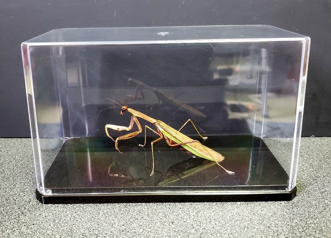 くなりみい出品 立体標本5点