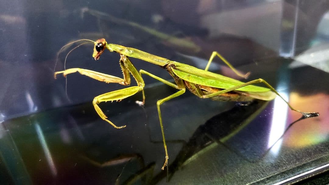 くなりみい出品 立体標本5点