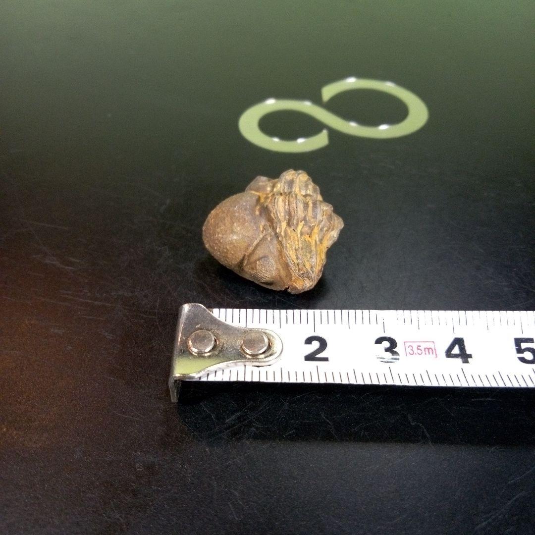 三葉虫　化石　fossil　ボリビア産　trilobite　ノジュール管理⑨