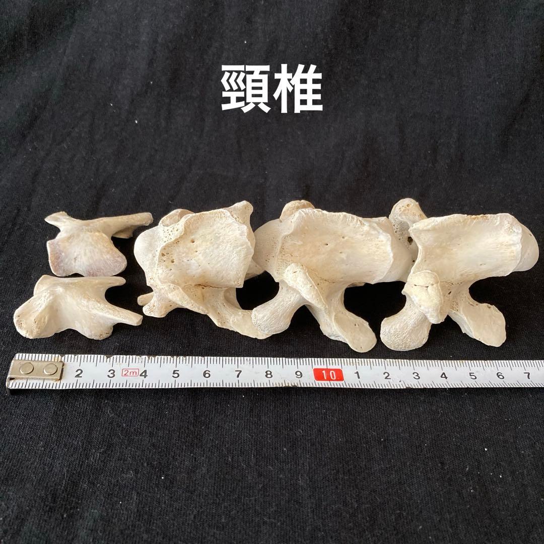 アカウミガメの頭骨、頸椎、クチバシ