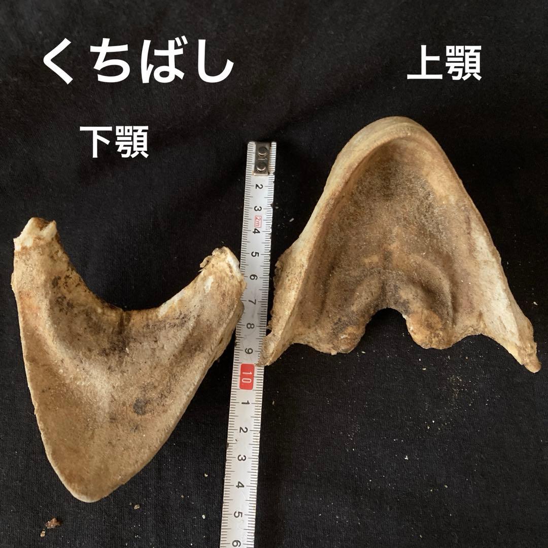 アカウミガメの頭骨、頸椎、クチバシ