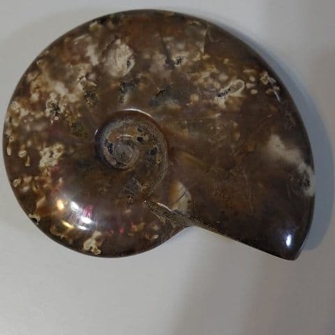 アンモナイト化石  555グラムBIG