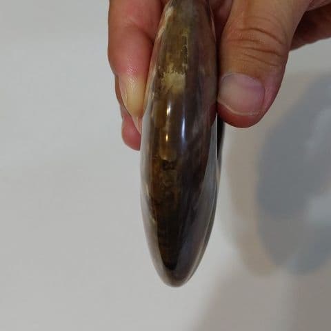 アンモナイト化石  555グラムBIG